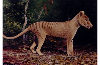 The Tasmanian Tiger